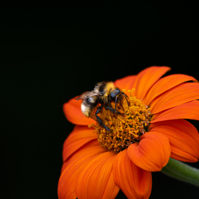 photo of an orange flower and a bumble bee